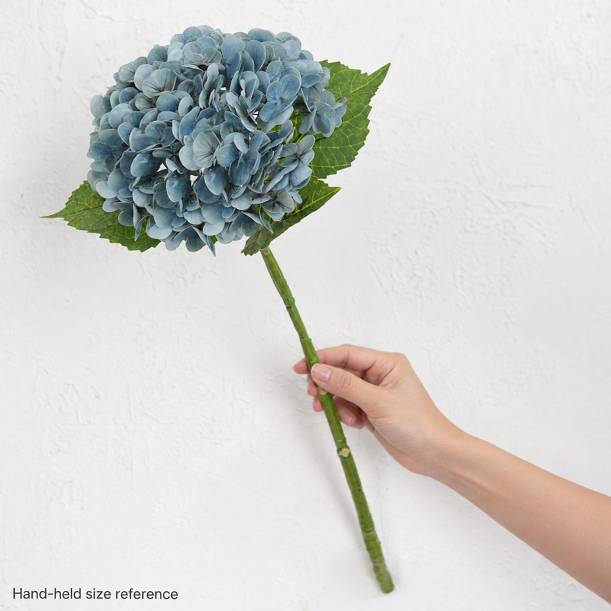 One dusty slate blue hydrangea stem held in a hand against a white wall for scale.