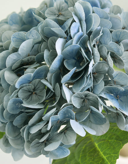 Close-up of layered dusty slate blue hydrangea petals and a green leaf.