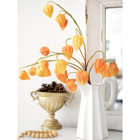 Three Golden Apricot Chinese lantern stems in soft light-orange tones.