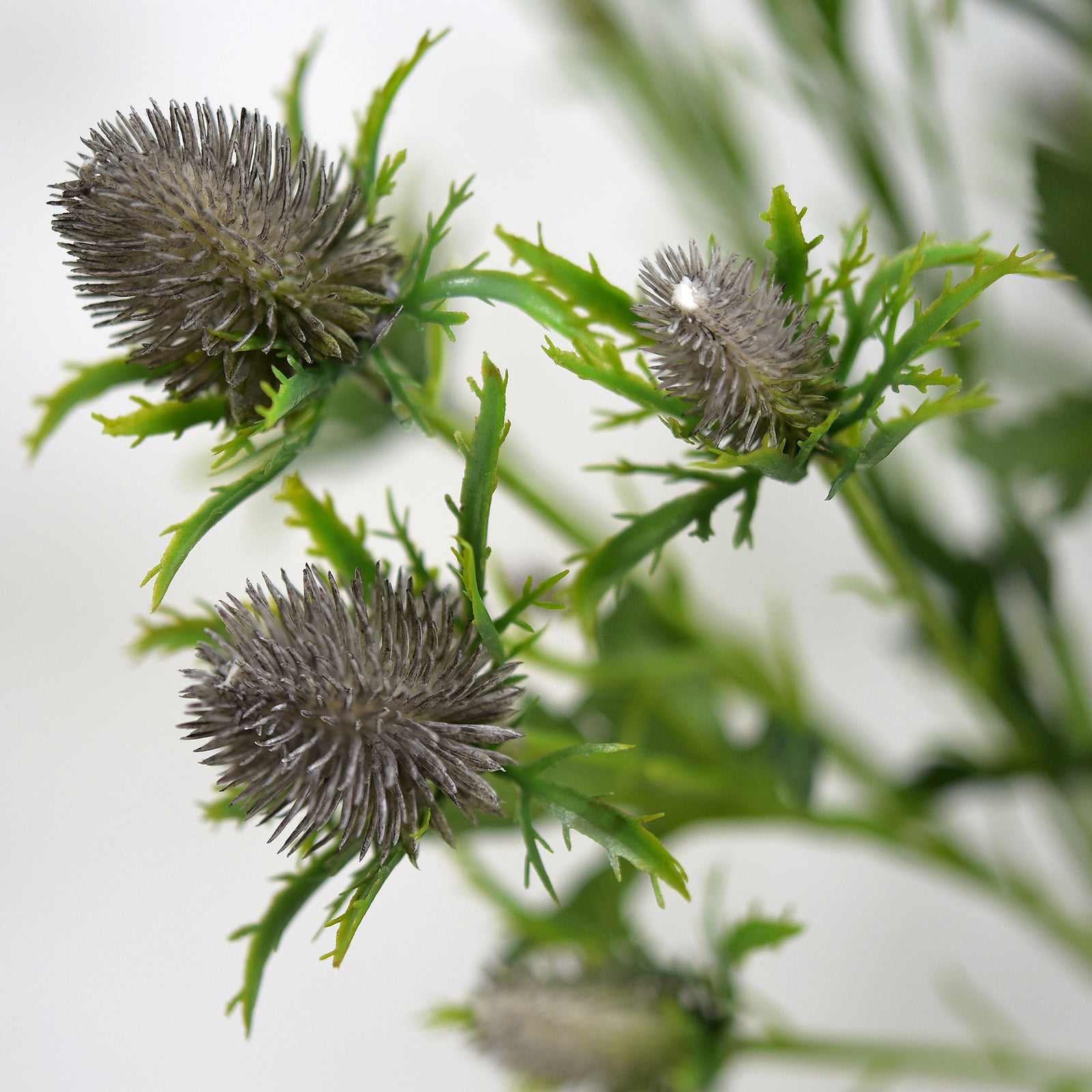 Close view of gray-blue faux eryngium thistle heads with subtle blue-purple tones.