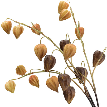 Brown-gold artificial Chinese lantern stems showing the full branch shape.