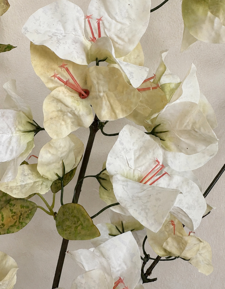 Close-up of Ivory Cream artificial bougainvillea flowers and green leaves