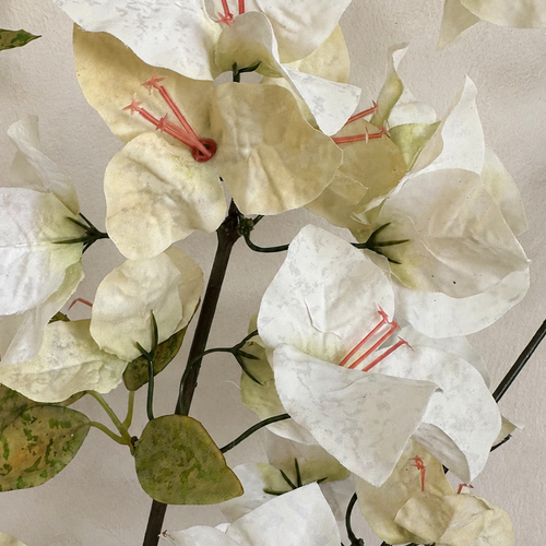 Close-up of Ivory Cream artificial bougainvillea flowers and green leaves