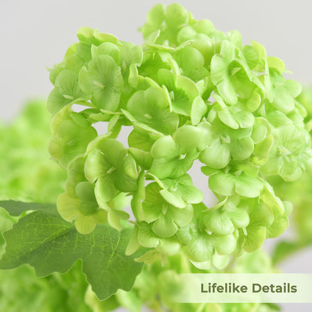 Close-up of lime green hydrangea petals showing soft real touch texture and clustered bloom detail.