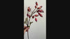 Dusty coral red clustered faux rosehip berry branch video