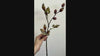 Rustic brown red faux rosehip berry branch video