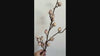Blushed Cream faux berry branch video showing textured berries and flexible stem