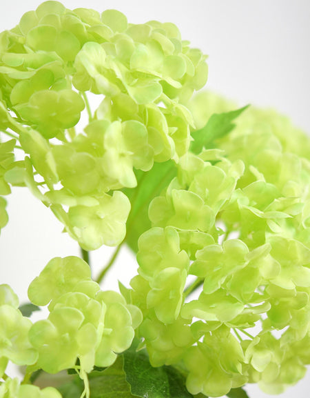Close-up of spring green hydrangea petals showing soft real touch texture and clustered bloom detail.