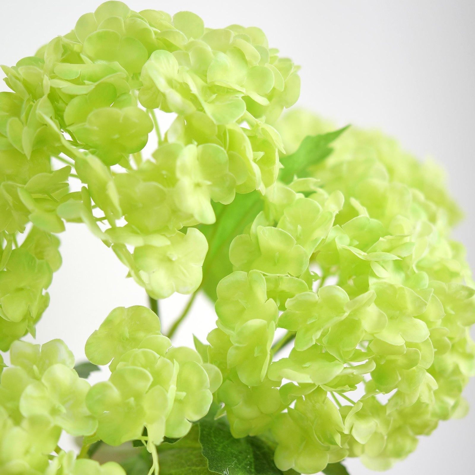 Close-up of spring green hydrangea petals showing soft real touch texture and clustered bloom detail.