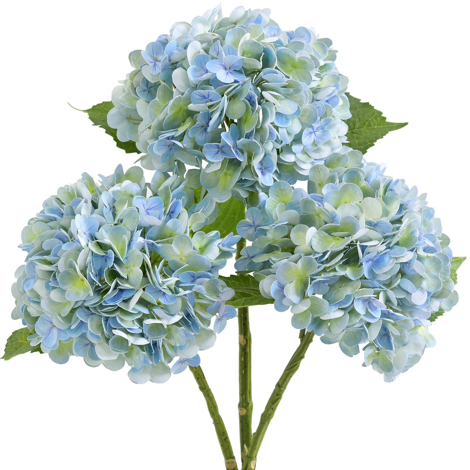 Three vintage blue green hydrangea stems with green leaves against a white background.