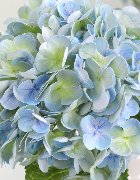 Close-up of vintage blue green hydrangea petals with pale blue edges and green centers.