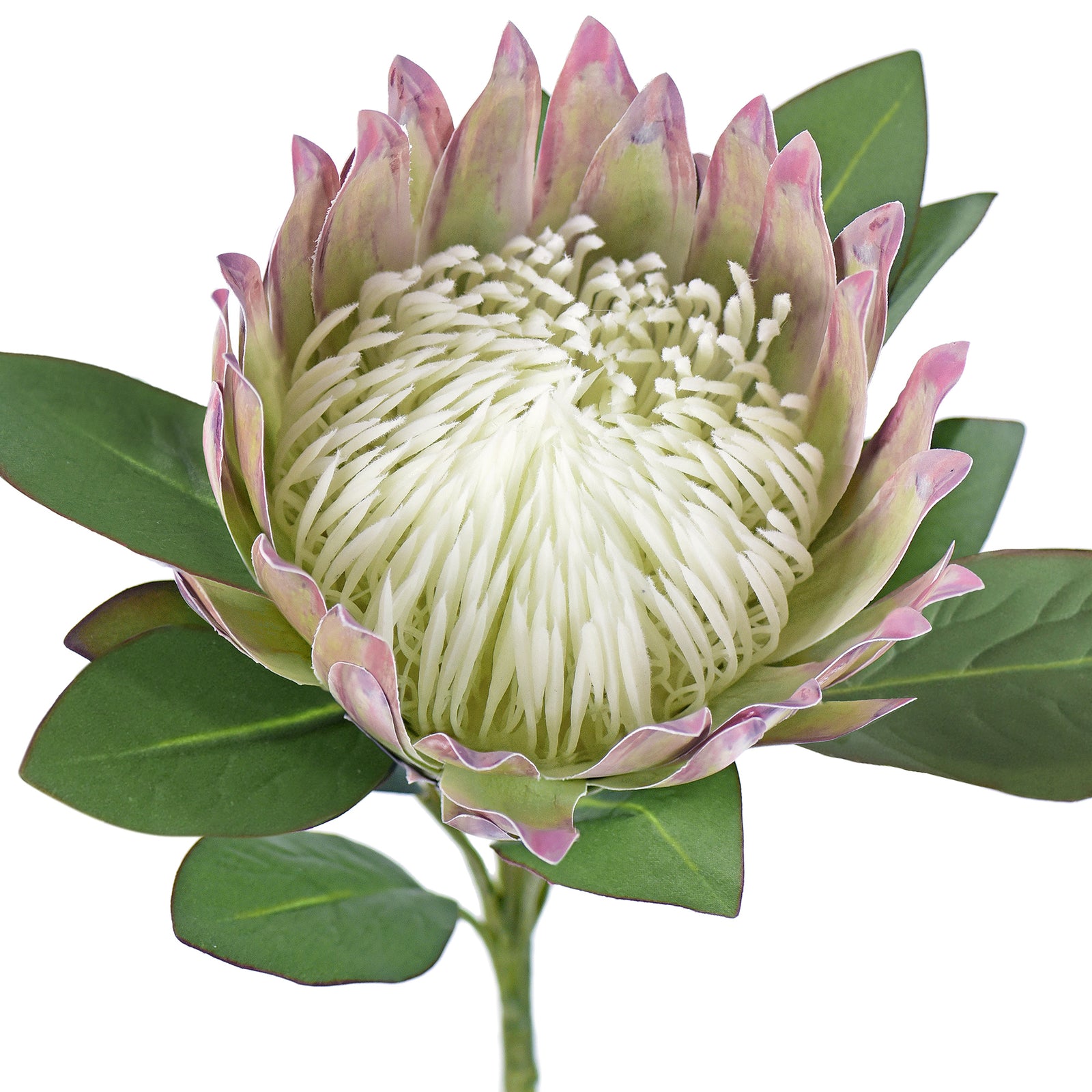 White and chestnut artificial King Protea stem, full product view.