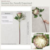 Translation missing: pt-PT.sections.featured_product.gallery_thumbnail_alt
