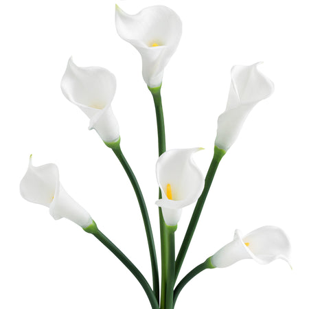 Six white Real Touch calla lily stems on a clean background