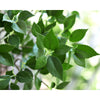 Translation missing: pt-PT.sections.featured_product.gallery_thumbnail_alt

