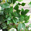 Translation missing: pt-PT.sections.featured_product.gallery_thumbnail_alt
