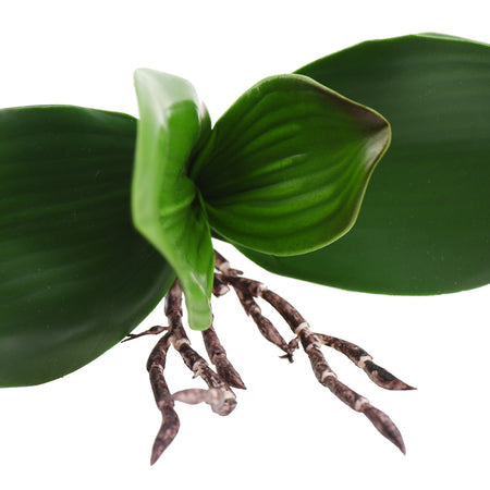 Large Size Artificial Real Touch Orchid Leaf& Root Bundles,Simulation Green Plants