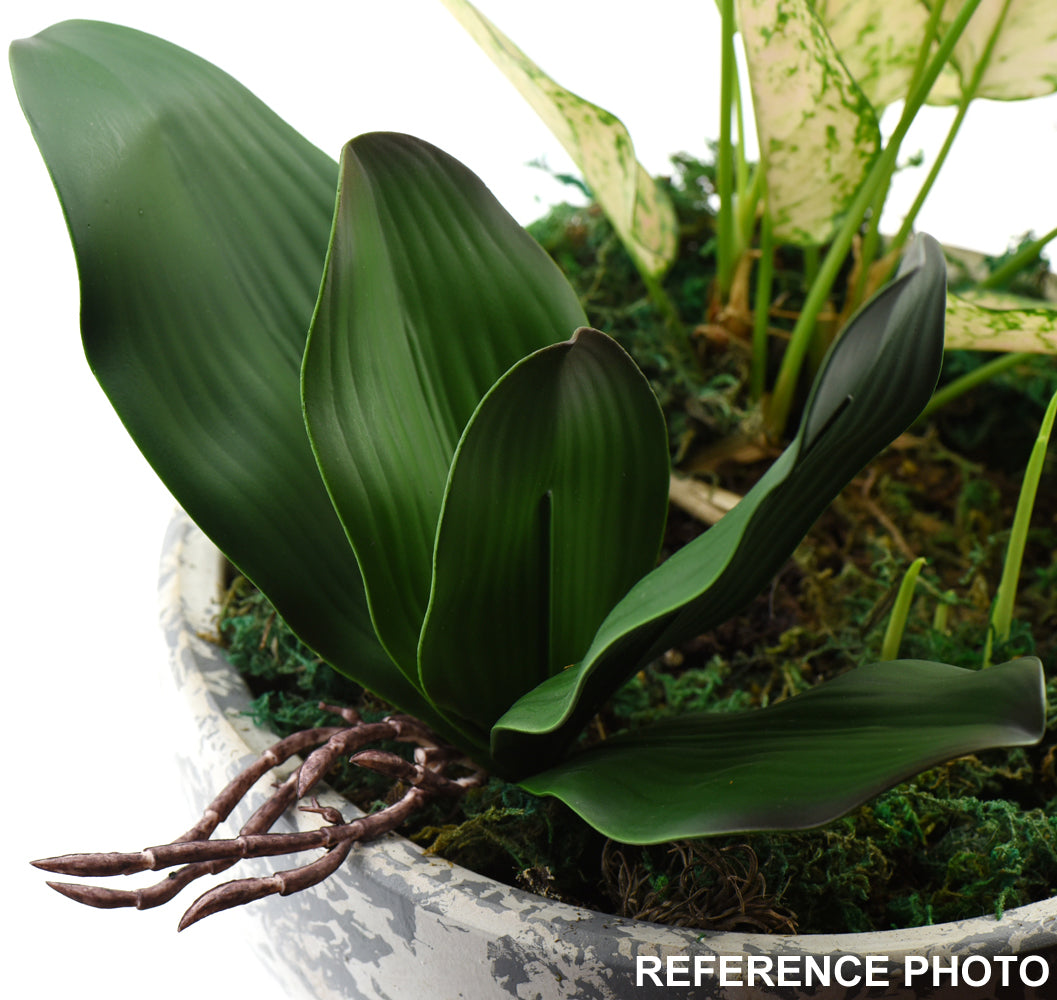 Large Size Artificial Real Touch Orchid Leaf& Root Bundles,Simulation Green Plants