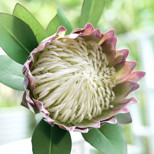 Chestnut Floral White King Protea Silk Tropical Artificial Flowers 2.5 feet Tall