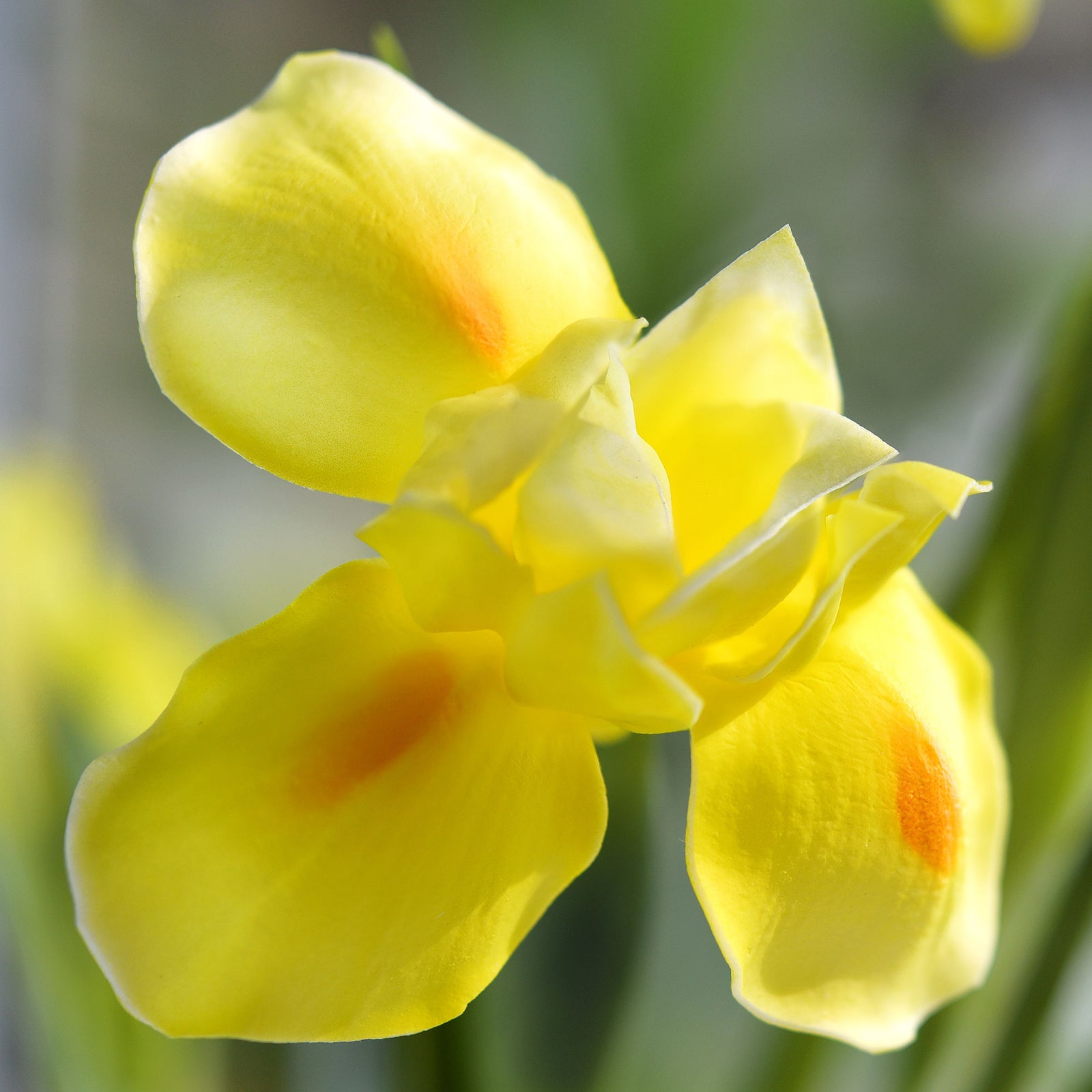 6 Long Stems Iris (Yellow) Real Touch Artificial Flower Bouquet