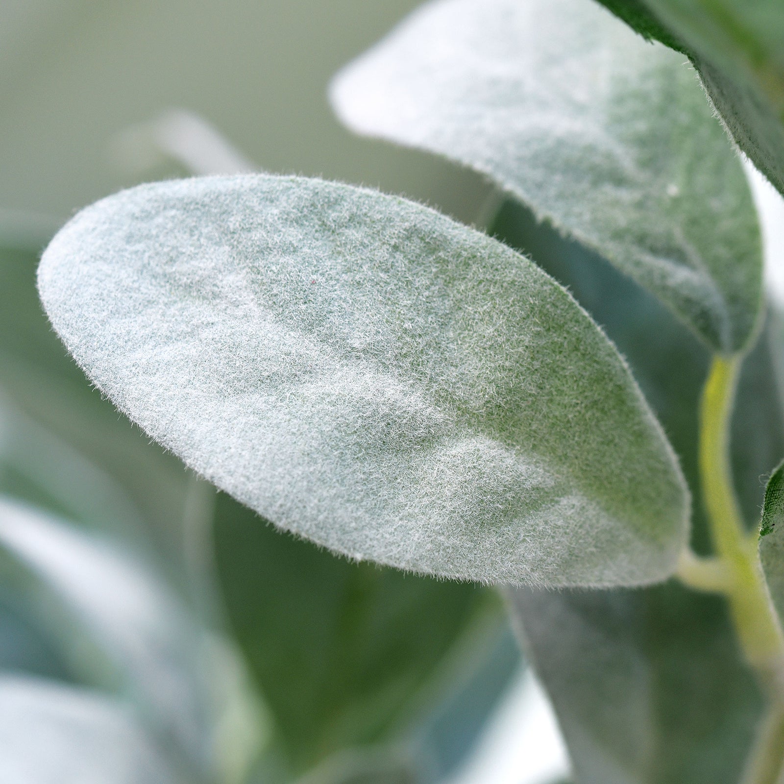 FiveSeasonStuff Sage Green Lamb's Ear Artificial Greenery Bush Plants for Wedding Flower Fillers DIY Bouquets and Floral Arrangements (6 Stems 14 inches Tall)