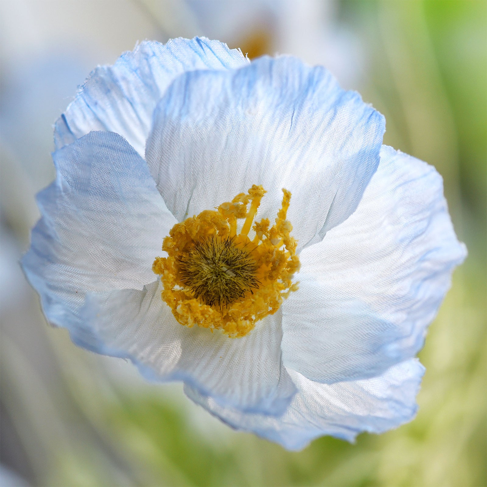 Antarctic Icy Blue Silk Poppies Artificial Flower Bouquet for Remembrance Home Wedding 6 Stems 23.6'' (60cm)