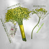 Translation missing: pt-PT.sections.featured_product.gallery_thumbnail_alt
