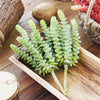 Translation missing: nl.sections.featured_product.gallery_thumbnail_alt
