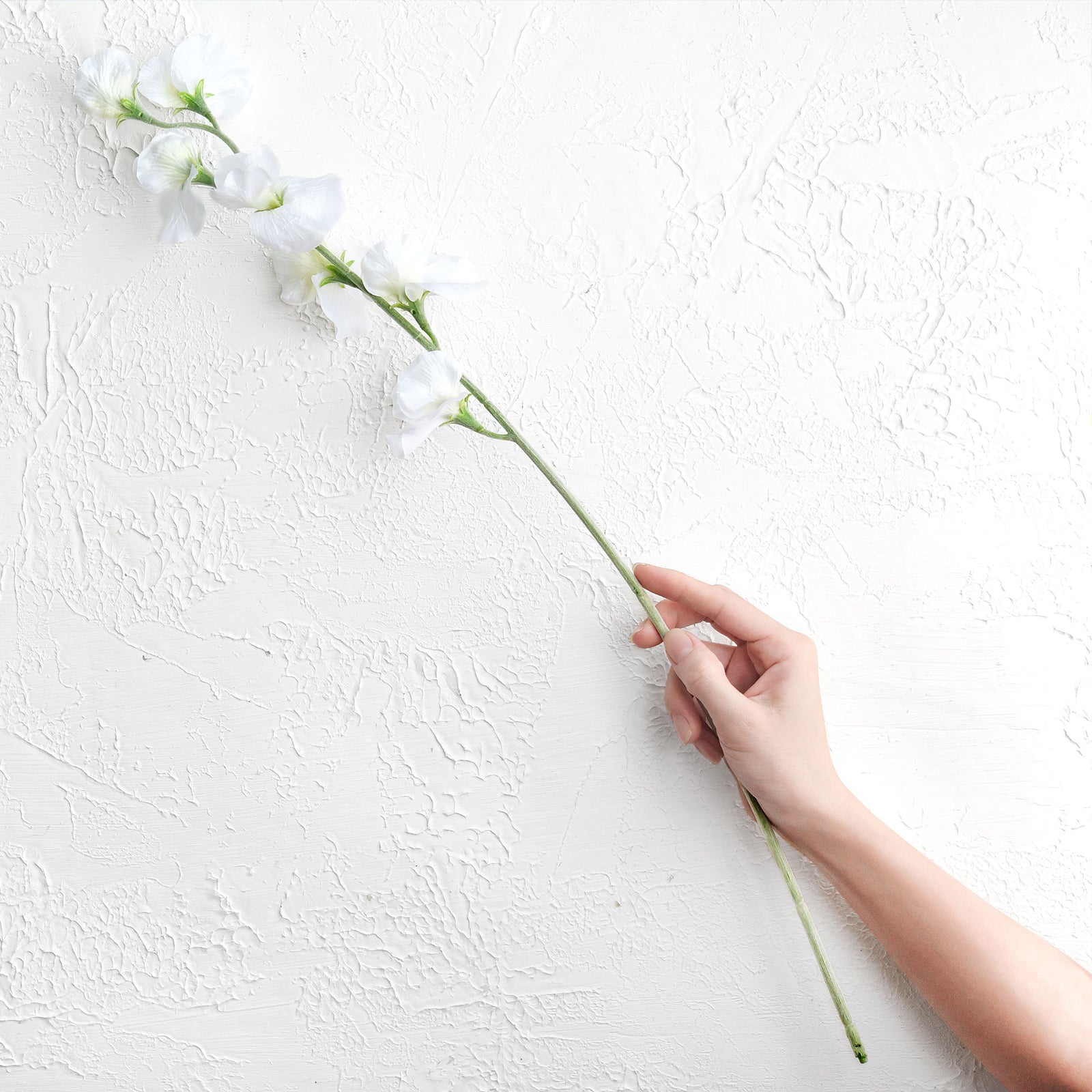 Soft White Sweet Pea Flowers Real Looking Artificial flowers Home Décor 24.8'' (6 Stems) FiveSeasonStuff