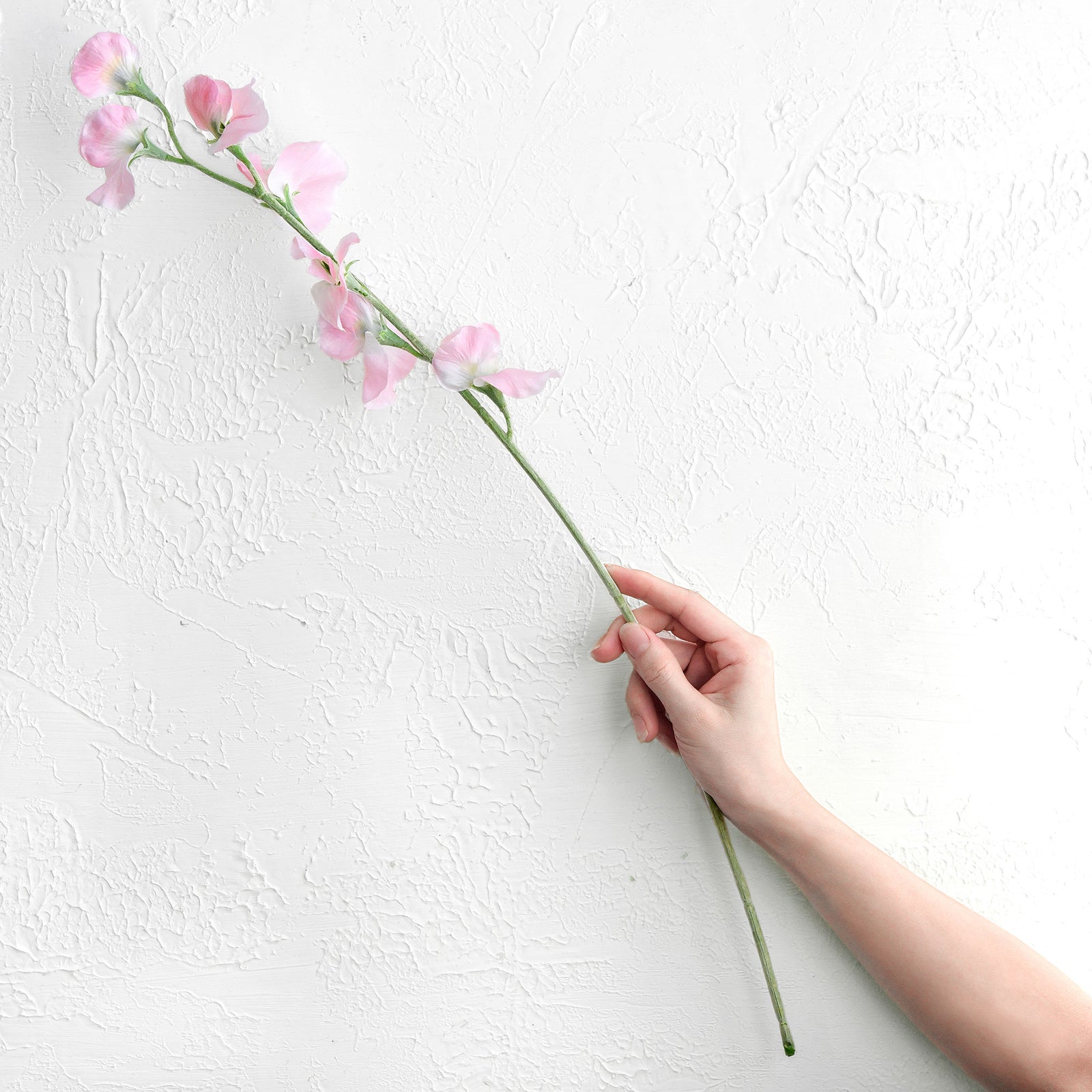 Misty Light Pink Sweet Pea Flowers Real Looking Artificial flowers Home Décor 24.8'' (6 Stems) FiveSeasonStuff