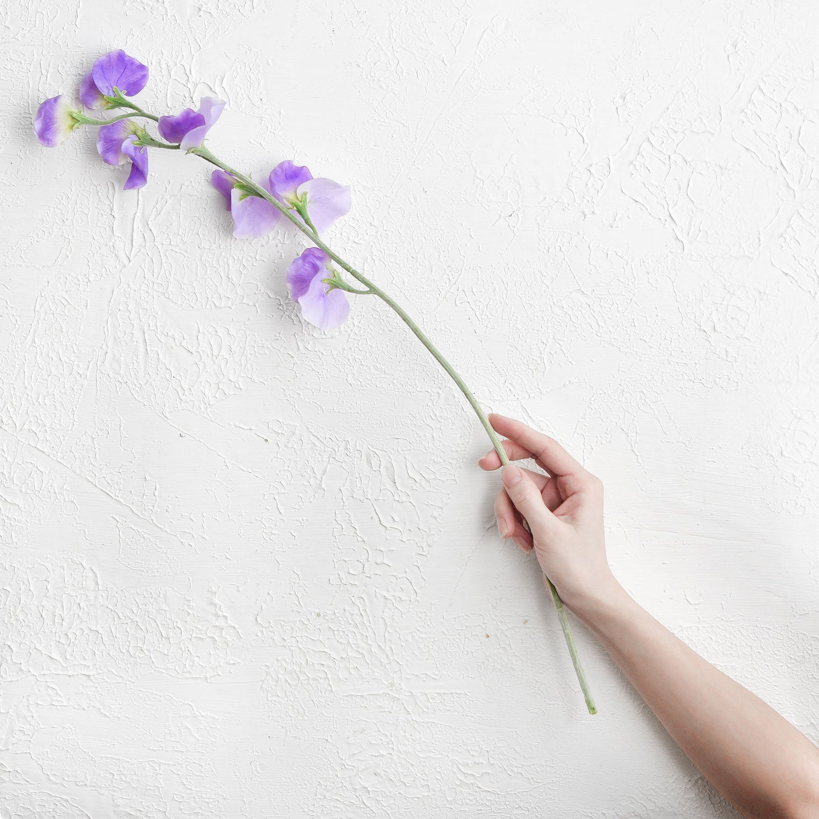 Indigo Purple Sweet Pea Flowers Real Looking Artificial flowers Home Décor 24.8'' (6 Stems) FiveSeasonStuff