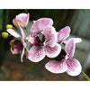 Translation missing: pt-PT.sections.featured_product.gallery_thumbnail_alt
