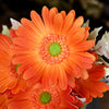Translation missing: nl.sections.featured_product.gallery_thumbnail_alt
