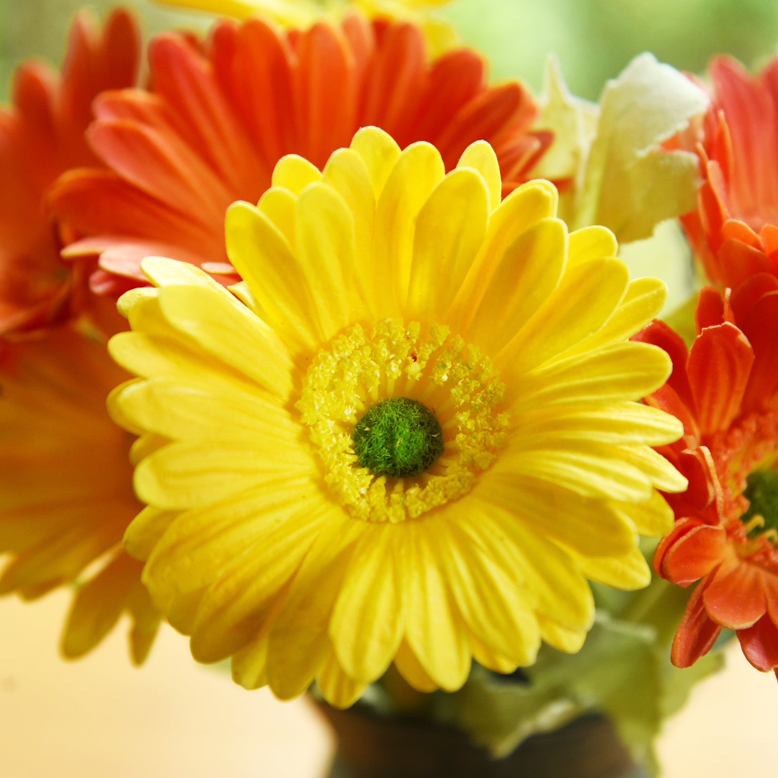 Real Touch Gerbera Flower Stems, Set of 7, 12.2 Inch – 8 Colors