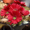 Translation missing: nl.sections.featured_product.gallery_thumbnail_alt
