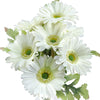Spring White (Real Touch)