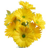 Tuscany Yellow (Real Touch)