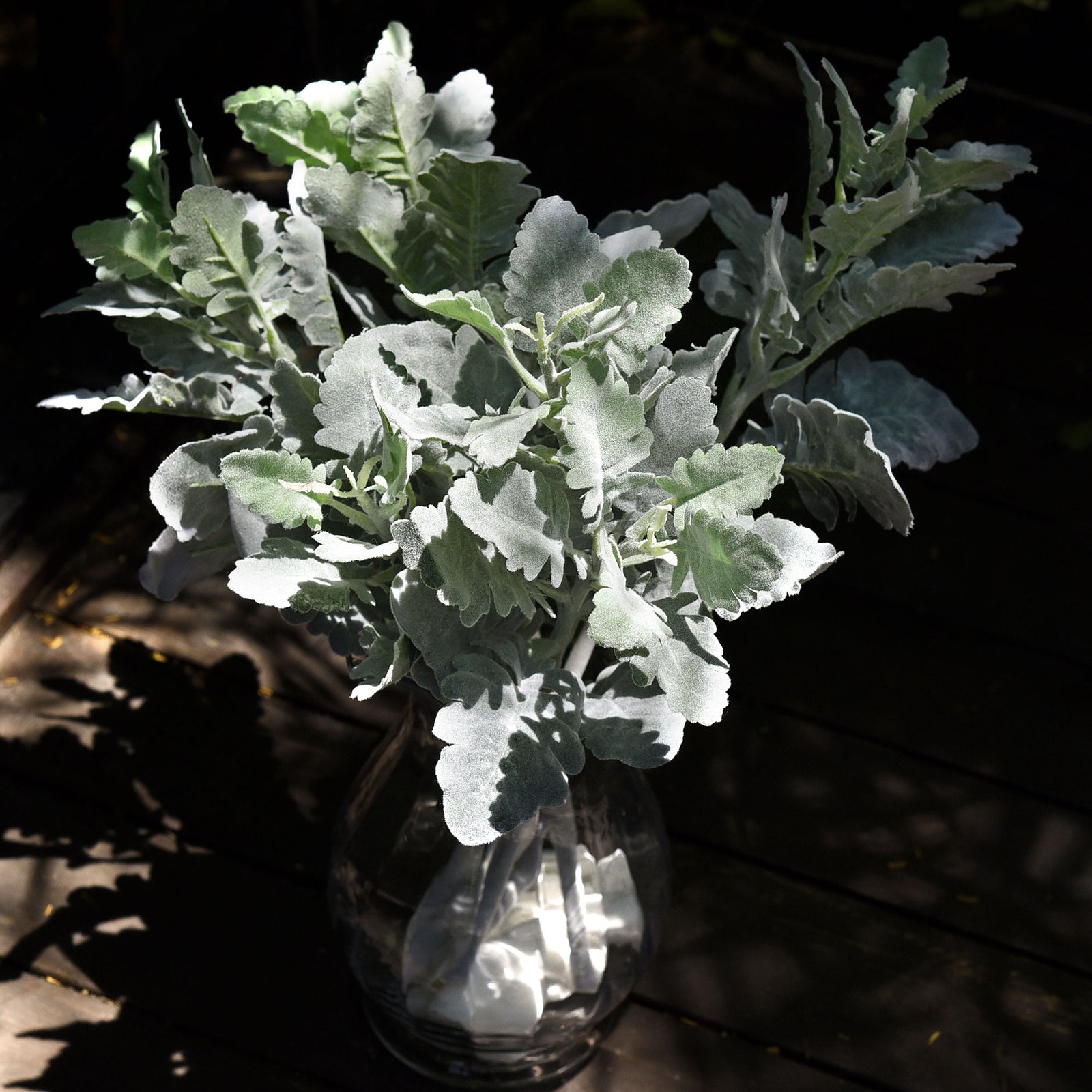 FiveSeasonStuff Dusty Miller Artificial Greenery Bush Plants for Wedding Flower Fillers DIY Bouquets and Floral Arrangements (6 Stems 18 inches Tall)