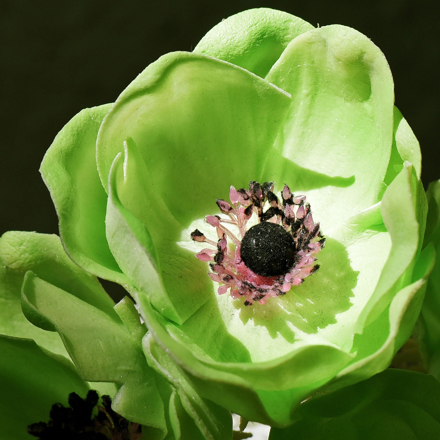 12 Long Stems of ‘Real Touch’ Artificial (Green) Anemone Flowers, Wedding Bouquet Flower Arrangement, 45cm (17.7 inches)