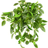 Translation missing: pt-PT.sections.featured_product.gallery_thumbnail_alt
