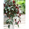 Translation missing: pt-PT.sections.featured_product.gallery_thumbnail_alt
