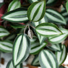 Translation missing: pt-PT.sections.featured_product.gallery_thumbnail_alt
