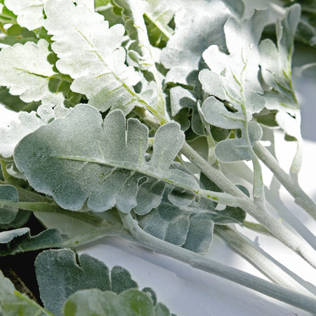 FiveSeasonStuff Dusty Miller Artificial Greenery Bush Plants for Wedding Flower Fillers DIY Bouquets and Floral Arrangements (6 Stems 18 inches Tall)