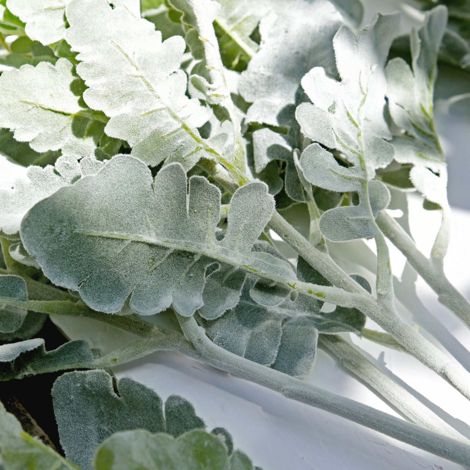 FiveSeasonStuff Dusty Miller Artificial Greenery Bush Plants for Wedding Flower Fillers DIY Bouquets and Floral Arrangements (6 Stems 18 inches Tall)