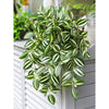 Translation missing: es.sections.featured_product.gallery_thumbnail_alt
