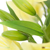 Translation missing: pt-PT.sections.featured_product.gallery_thumbnail_alt
