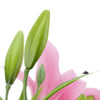 Translation missing: pt-PT.sections.featured_product.gallery_thumbnail_alt
