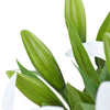 Translation missing: fr.sections.featured_product.gallery_thumbnail_alt
