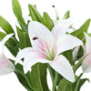 Translation missing: fr.sections.featured_product.gallery_thumbnail_alt
