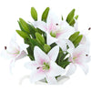 Translation missing: fr.sections.featured_product.gallery_thumbnail_alt
